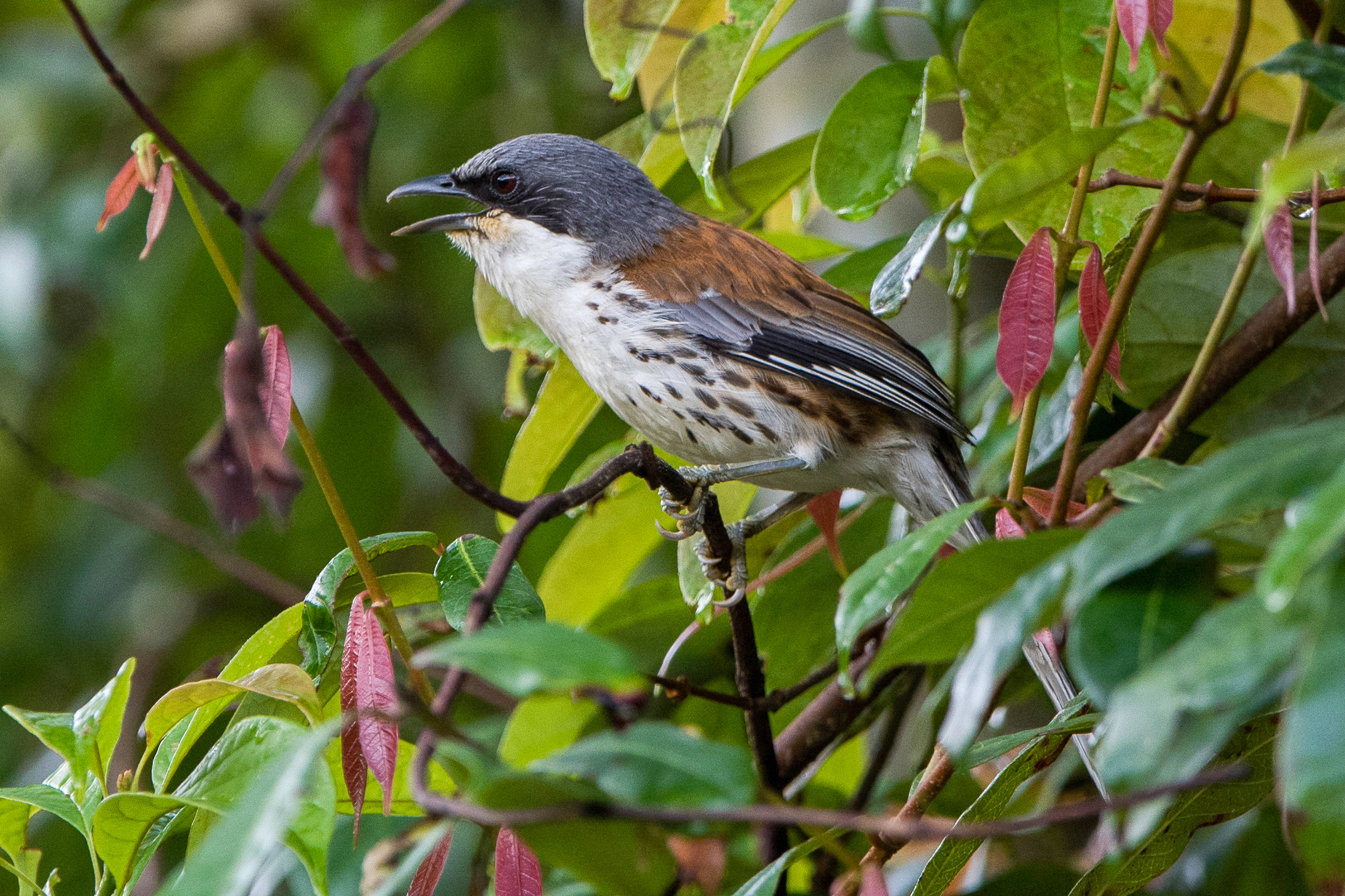 Grey-crowned Crocias